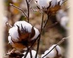 cotton_plant2.jpg